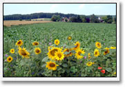Sonnenblumen