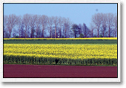 Rapsfeld