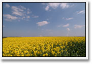 Sonnenblumen